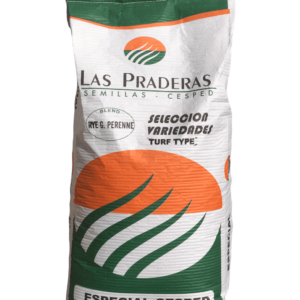 Rye grass perenne Turf Type