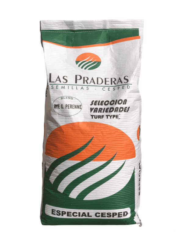 Rye grass perenne Turf Type