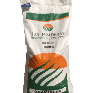 Rye grass perenne