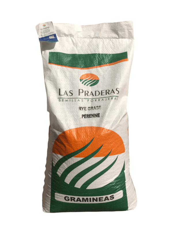 Rye grass perenne